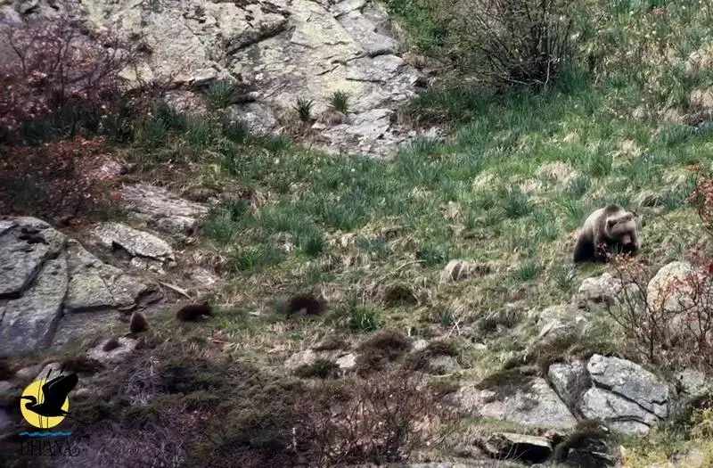 Depana documenta dues osses amb tres cadells cadascuna a la Val d’Aran, un fet inèdit al Pirineu