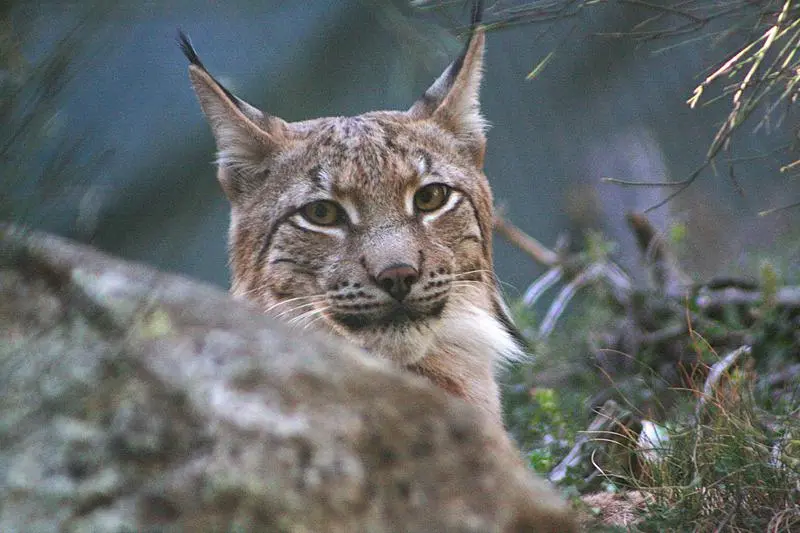 Entitats ecologistes reclamen recuperar el pla per reintroduir el linx boreal al Parc Natural de l’Alt Pirineu