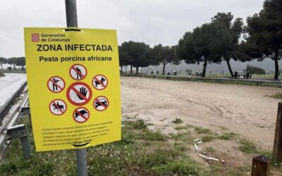 Entitats ecologistes denuncien que les mesures contra el senglar a Collserola són «desproporcionades i ecocides»