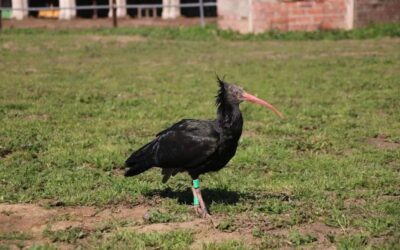 Alliberen una vintena d’ibis ermitans als Aiguamolls de l’Empordà amb l’objectiu de recuperar l’espècie a Catalunya