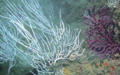 L’exposició prolongada a microplàstics altera el metabolisme de les gorgònies mediterrànies