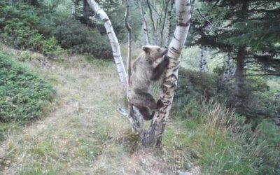 La població d’os bru al Pirineu català durant el 2025 es xifra en 54 exemplars