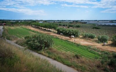 L’àrea metropolitana de Barcelona perd un 70% d’espai agrícola en vint anys