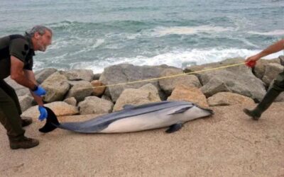 Troben un dofí llistat mort a la platja de Ponent de Mataró