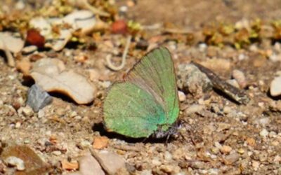 Barcelona identifica una nova espècie de papallona a la ciutat i arriba a les 52 espècies observades