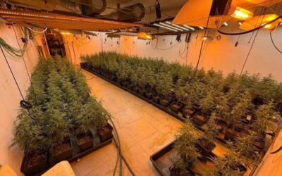 Quatre detinguts en el desmantellament d’un centre de producció i distribució de marihuana a Martorell