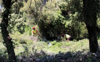 Comencen els treballs al primer eix de confinament d’incendis per reduir el risc de grans focs