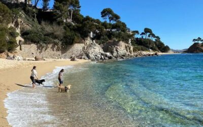 Una cinquantena de platges tindran àrea de bany amb gossos aquest estiu