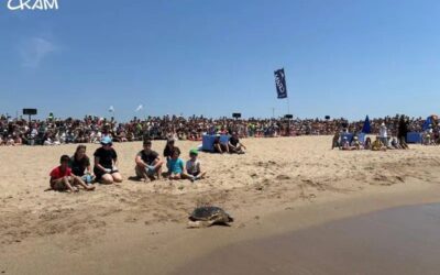 Retornen al mar 5 tortugues marines recuperades en una jornada ciutadana a la platja de la Pineda de Castelldefels