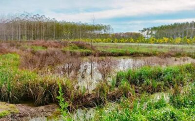Ajuts de 2,8 milions d’euros per recuperar riberes i zones humides a les conques internes