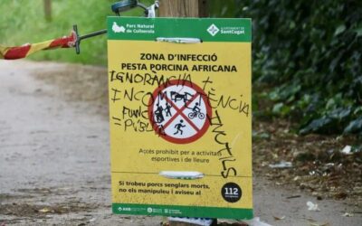 El Govern mantindrà les restriccions per la pesta porcina a Collserola «almenys fins a finals d’estiu»