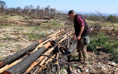 Empreses forestals retiren els arbres cremats al foc i netegen les finques sense cost per als propietaris