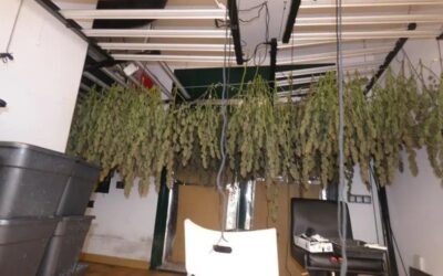 Detenen un home que tenia 160 plantes de marihuana en un pis a Mataró