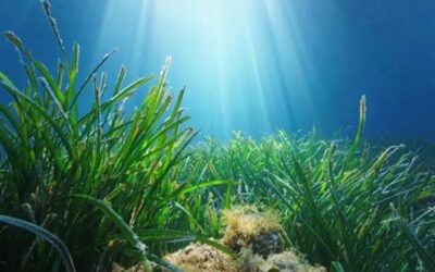 Copernicus alerta que les temperatures del mar en aquesta època de l’any ja han superat els rècords del 2023 i del 2024