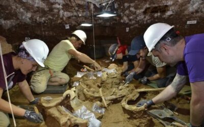 Troben dos esquelets de rinoceront sencers de fa 200.000 anys a la Cova de les Teixoneres de Moià