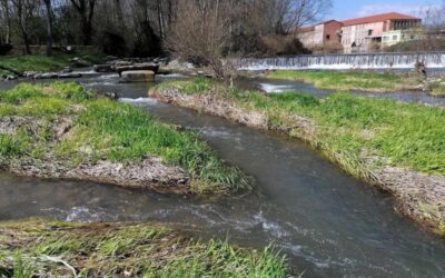 Un estudi alerta que les rescloses posen en risc la biodiversitat del curs fluvial del riu Ter