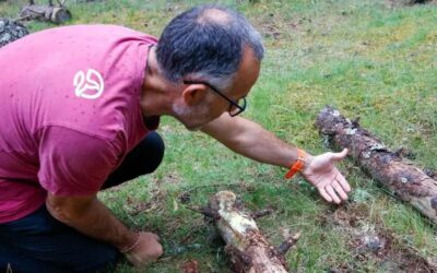 El canvi climàtic podria reduir fins a un 20% la producció de bolets al Pirineu