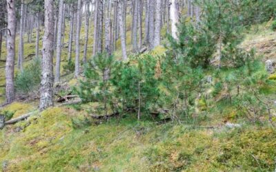 Ecologistes en Acció reclama reformular el Pla de política forestal i prioritzar la conservació dels ecosistemes