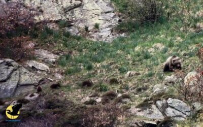 Depana documenta dues osses amb tres cadells cadascuna a la Val d’Aran, un fet inèdit al Pirineu