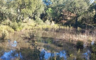 El Consorci de les Gavarres compra una finca de 70 hectàrees amb una gran concentració d’espècies d’interès