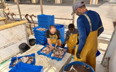 La pesca de gamba vermella, aturada pels topalls europeus en un any de població «extraordinària»