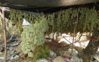 Desmantellen un cultiu de més de mil plantes de marihuana amagat al bosc a Darnius i detenen quatre traficants