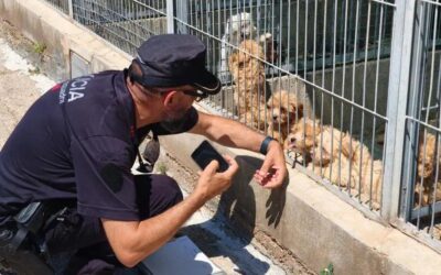 Els Mossos detecten un repunt del tràfic d’animals a través de l’AP-7 i alerten que alguns poden portar malalties