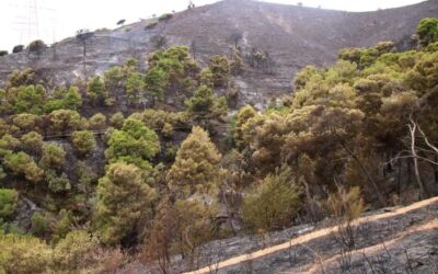 El Govern i les diputacions s’alien per millorar la gestió forestal davant els incendis