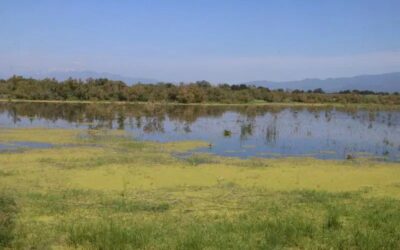 Els Aiguamolls de l’Empordà assoleixen una xifra «rècord» d’agró roig amb 80 parelles reproductores