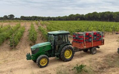 El canvi climàtic implica que les vinyes catalanes produeixin un raïm amb més sucres i un vi «més difícil de conservar»