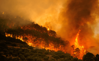 Brussel·les demana crear barreres naturals per frenar el risc d’incendis forestals a Europa