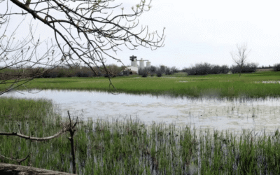 El Parc dels Aiguamolls construeix un sistema per bombar i garantir aigua als estanys del Matà, zona clau per a la fauna