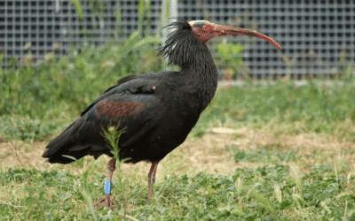 Un ibis ermità fa una parada als Aiguamolls en plena migració just quan s’hi està intentant recuperar l’espècie