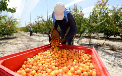 Afrucat estima que la producció d’albercocs a Catalunya es mantindrà enguany en 17.000 tones
