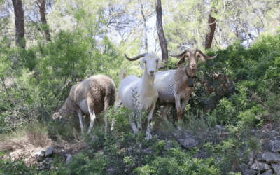 Un ramat d’ovelles i cabres netejarà 47 hectàrees de boscos de Salou durant el proper mes
