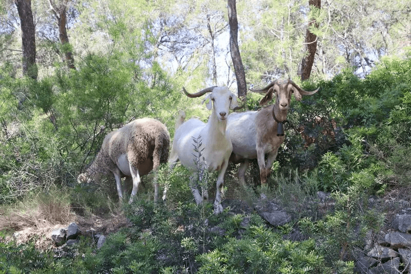 Un ramat d'ovelles i cabres netejarà 47 hectàrees de boscos de Salou ...