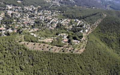 Identifiquen una substància emesa per alzinars que obre la porta a avaluar “l’estrès ambiental” dels boscos mediterranis