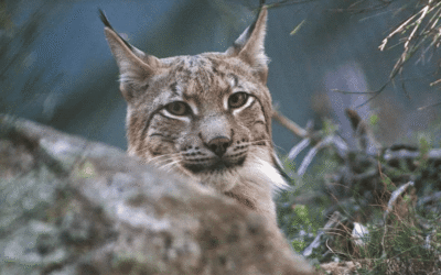 Entitats ecologistes reclamen recuperar el pla per reintroduir el linx boreal al Parc Natural de l’Alt Pirineu