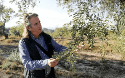 La DOP Les Garrigues preveu produir uns 4 milions de quilos d’oli d’oliva, la meitat del previst per la falta de pluges